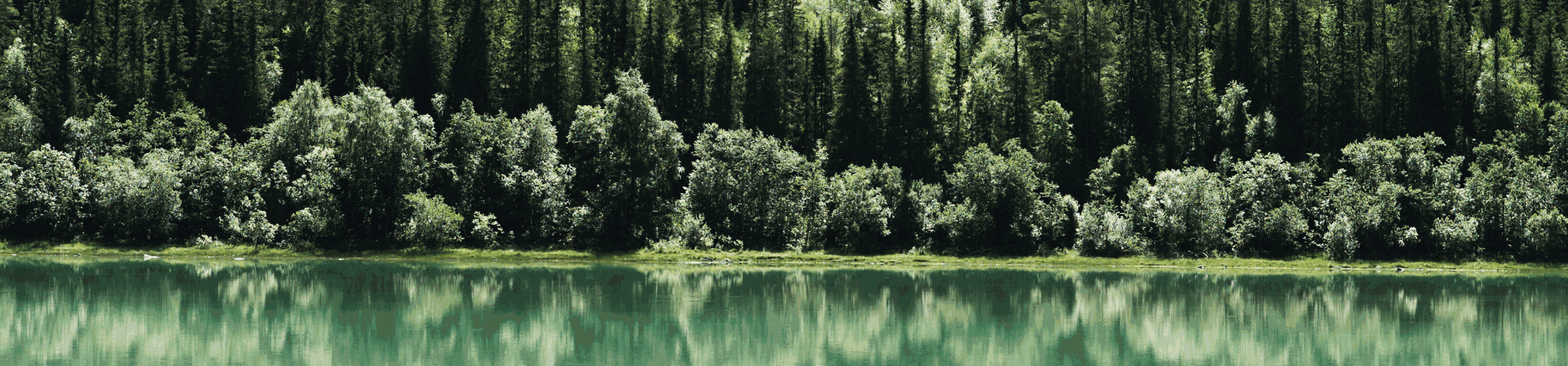 Forest reflected in lake