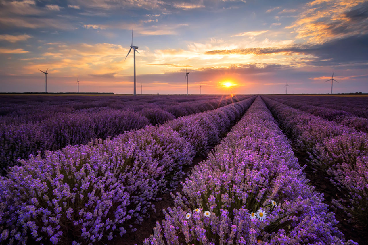 Eng med lavendel og vindturbin